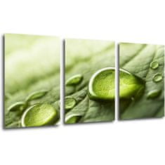 Impresi Obraz Kapky vody na listu - 120 x 60 cm (3 dílný)