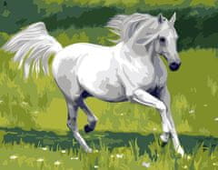 Gaira® Malování podle čísel Bílý kůň M1285