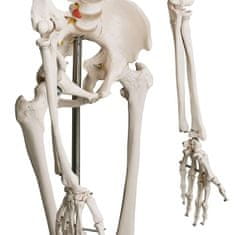Greatstore Kostra lidské anatomie 181,5 cm