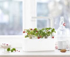 Click and Grow Smart Garden sazenice Lesní jahody