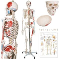 shumee JAGO Anatomie člověka kostra s detaily malby svalů, 181 cm