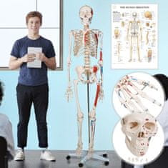 Greatstore JAGO Anatomie člověka kostra s detaily malby svalů, 181 cm