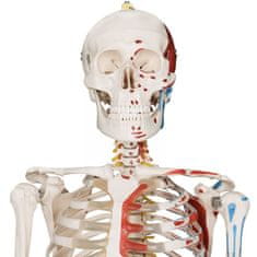 Greatstore JAGO Anatomie člověka kostra s detaily malby svalů, 181 cm