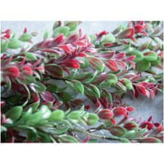 Europalms Šlahoun zeleno-červené rostliny, 105 cm