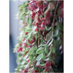 Europalms Šlahoun zeleno-červené rostliny, 105 cm