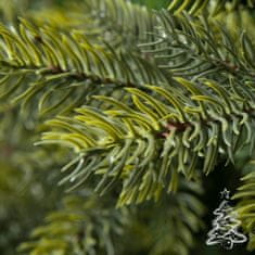 Vánoční stromek Smrk Kašmír 250 cm