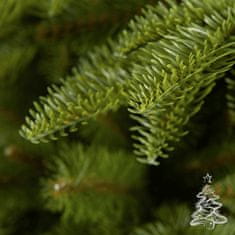 Vánoční stromek Jedle Normandská 250 cm
