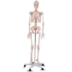 Timeless Tools Anatomický model kostry se stojanem