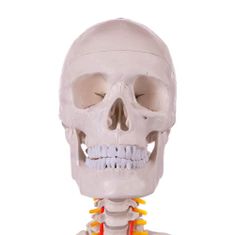 Timeless Tools Anatomický model kostry se stojanem