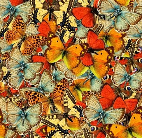 Grafika Puzzle Svět motýlků