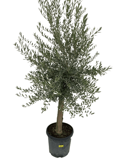 palmycycasy Olea europea - Olivovník 170 cm