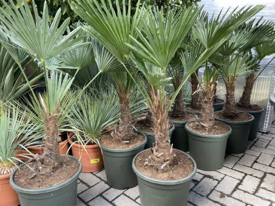 palmycycasy Trachycarpus Wagnerianus, Wagnerova palma, 110 cm