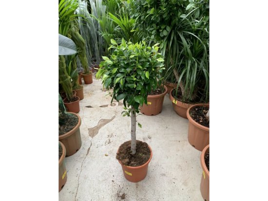 palmycycasy Ficus Benjamina, Benjamín kmínek, 140 cm
