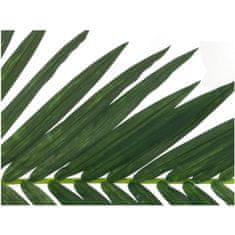 Europalms List kokosové palmy, 150 cm