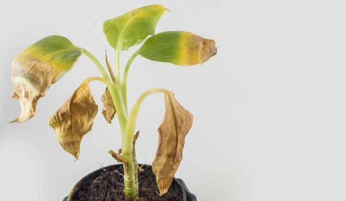 Co dělat, když pokojová rostlina žloutne nebo opadává?