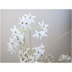 Europalms Jasmínová tráva s bílými květy, 130 cm