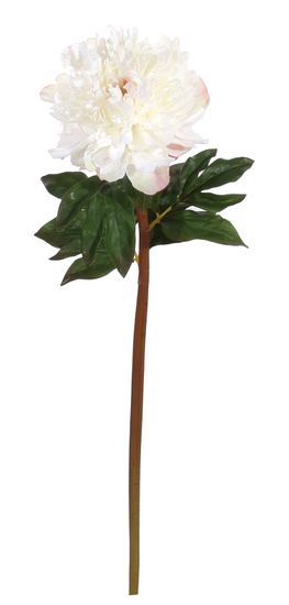 Shishi Pivoňka (Paeonia) bílá, 72 cm