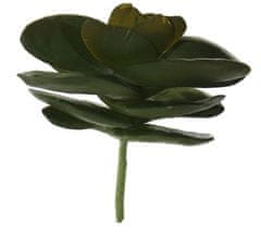 Shishi Velký zelený sukulent 18 cm