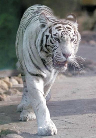 Puzzle Bílý tygr