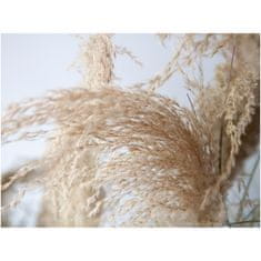 Europalms Čínská stříbrná tráva, 110 cm