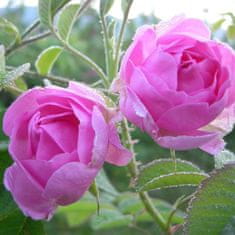 La Vie en Rose Damašská růže BIO kapky 30 ml