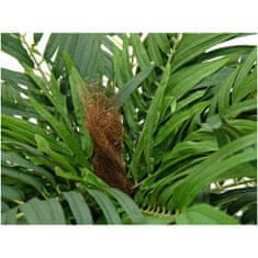 Europalms Areca palma, 140 cm