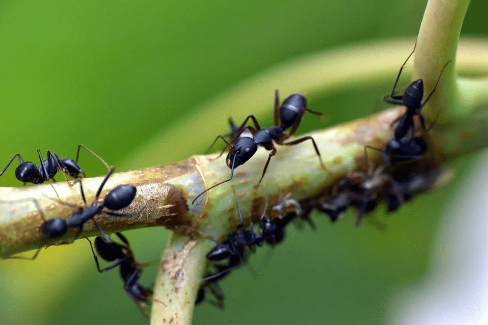 Trápí vás mravenci ve skleníku? Poradíme vám, jak na ně!