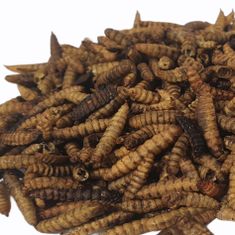 OGF 150 g Larva čierneho vojaka (Hermetia illucens) výživný sušený kŕmny hmyz pre vtákov, potkany, korytnačky, terárijných exotov, plávajúce krmivo pre pstruhy, koi kaprov, ryby, psov a mačky