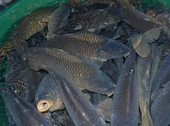 Allegria kurz přípravy ryb Bečov nad Teplou