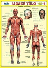 Kupka Petr a kolektiv: Lidské tělo - Přehled orgánových soustav - Svalová soustava