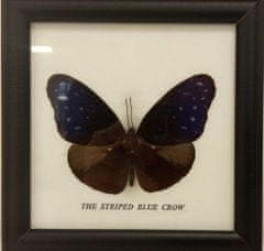 PETOS Trading Co. Obraz s motýlem – The Striped Blue Crow