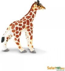 Safari Ltd. Safari Mládě žirafy