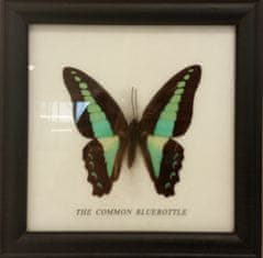 PETOS Trading Co. Obraz s motýlem – The Common Bluebottle