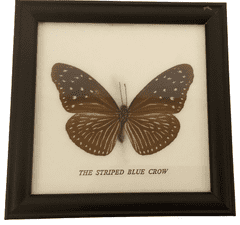 PETOS Trading Co. Obraz s motýlem – The Striped Blue Crow