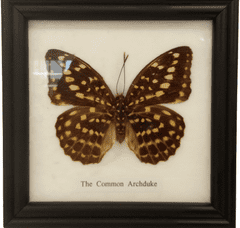 PETOS Trading Co. Obraz s motýlem – The Common Archduke