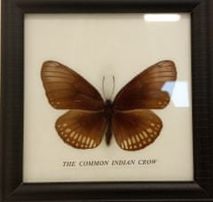 Obraz s motýlem – The Common Indian Crow