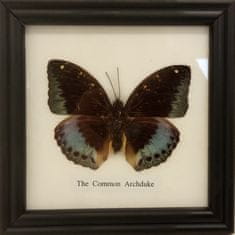 PETOS Trading Co. Obraz s motýlem – The Common Archduke