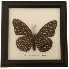 PETOS Trading Co. Obraz s motýlem – The Dark Blue Tiger
