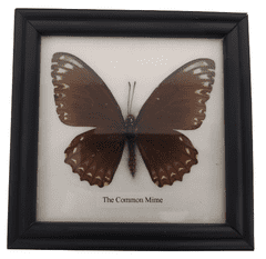 PETOS Trading Co. Obraz s motýlem – The Common Mime