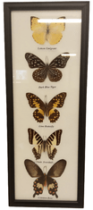 PETOS Trading Co. Obraz s motýli – Lemon Emigrant, Dark Blue Tiger, Lime Butterfly, Chain Swordtail a Common Rose