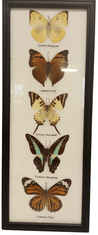 PETOS Trading Co. Obraz s motýli – Lemon Emigrant, Autumn Leaf, Fivebar Swordtail, Common Bluebottle a Common Tiger