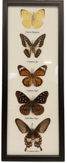 PETOS Trading Co. Obraz s motýli – Lemon Emigrant, Common Jay, Common Tiger, Dark Blue Tiger a Common Rose