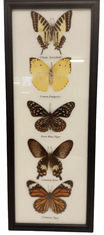 PETOS Trading Co. Obraz s motýli – Chain Swordtail, Lemon Emigrant, Dark Blue Tiger, Common Rose a Common Tiger