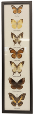 PETOS Trading Co. Obraz s motýli – Plain Tiger, Lemon Emigrant, Chain Swordtail, Common Tiger, Fivebar Swordtail, Common Indian Crow a Lime Butterfly