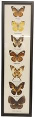PETOS Trading Co. Obraz s motýli – Plain Tiger, Lemon Emigrant, Chain Swordtail, Common Tiger, Fivebar Swordtail, Lime Butterfly a Common Indian Crow