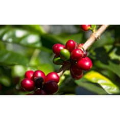 COFFEEDREAM Káva PANAMA SHG BOQUETE CASA RUIZ - Hmotnost: 1000g, Typ kávy: Velmi jemné mletí - džezva, Způsob balení: běžný třívrstvý sáček