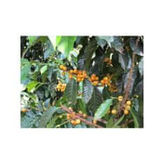 COFFEEDREAM Káva GUATEMALA HUEHUETENANGO - Hmotnost: 1000g, Typ kávy: Zrnková, Způsob balení: běžný třívrstvý sáček