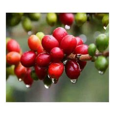 COFFEEDREAM Káva CHINA Kong Que Scr. 16+ - Hmotnost: 250g, Typ kávy: Zrnková, Způsob balení: běžný třívrstvý sáček