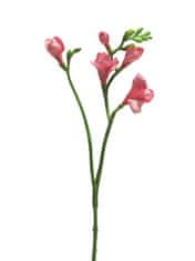 C7.cz Frézie - Freesia 'Floramunda' růžová 65 cm