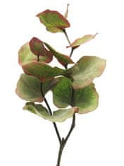 C7.cz Blahovičník - Eukalyptus 'Cinera' (spray) zelený/červený 72 cm